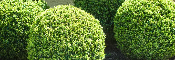 Drei runde Buchsbäume